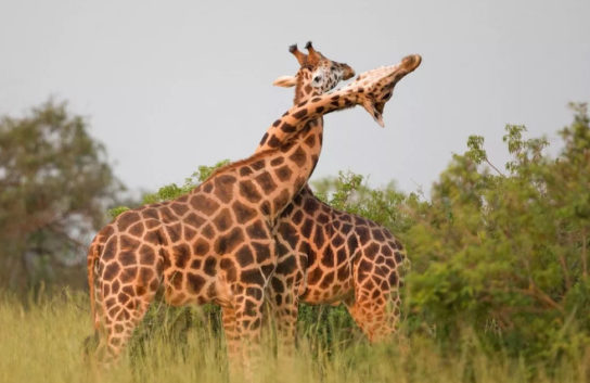 Размножение жирафов
