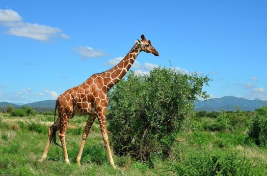 Жираф - самое высокое млекопитающее в мире
