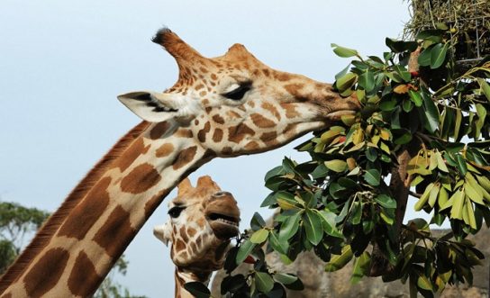 Чем питается жираф
