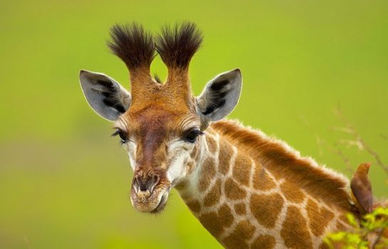 Особенности жирафов