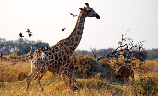 Естественные враги жирафов