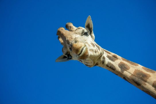 Фото жирафа