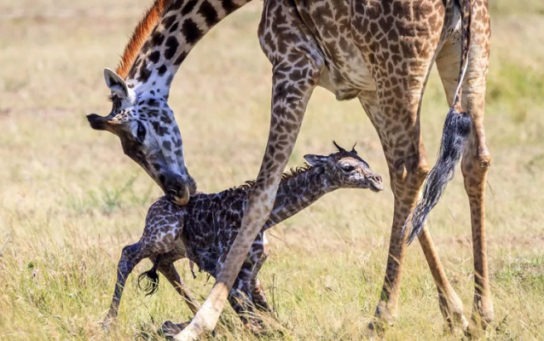 Рождение жирафика