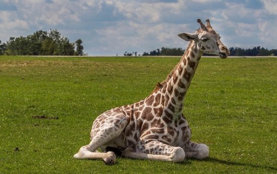 Сколько спят жирафы