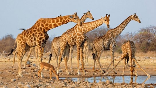 Популяция жирафов