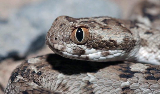 Фотографии змеи эфы