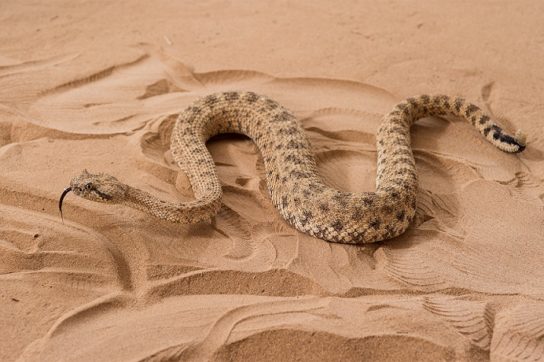 Как размножаются змеи эфы
