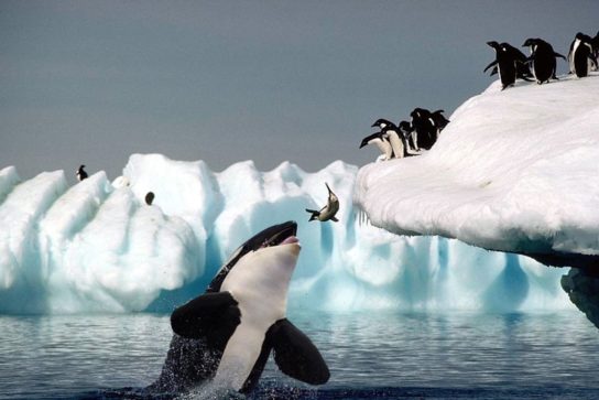 Враги антарктических пингвинов