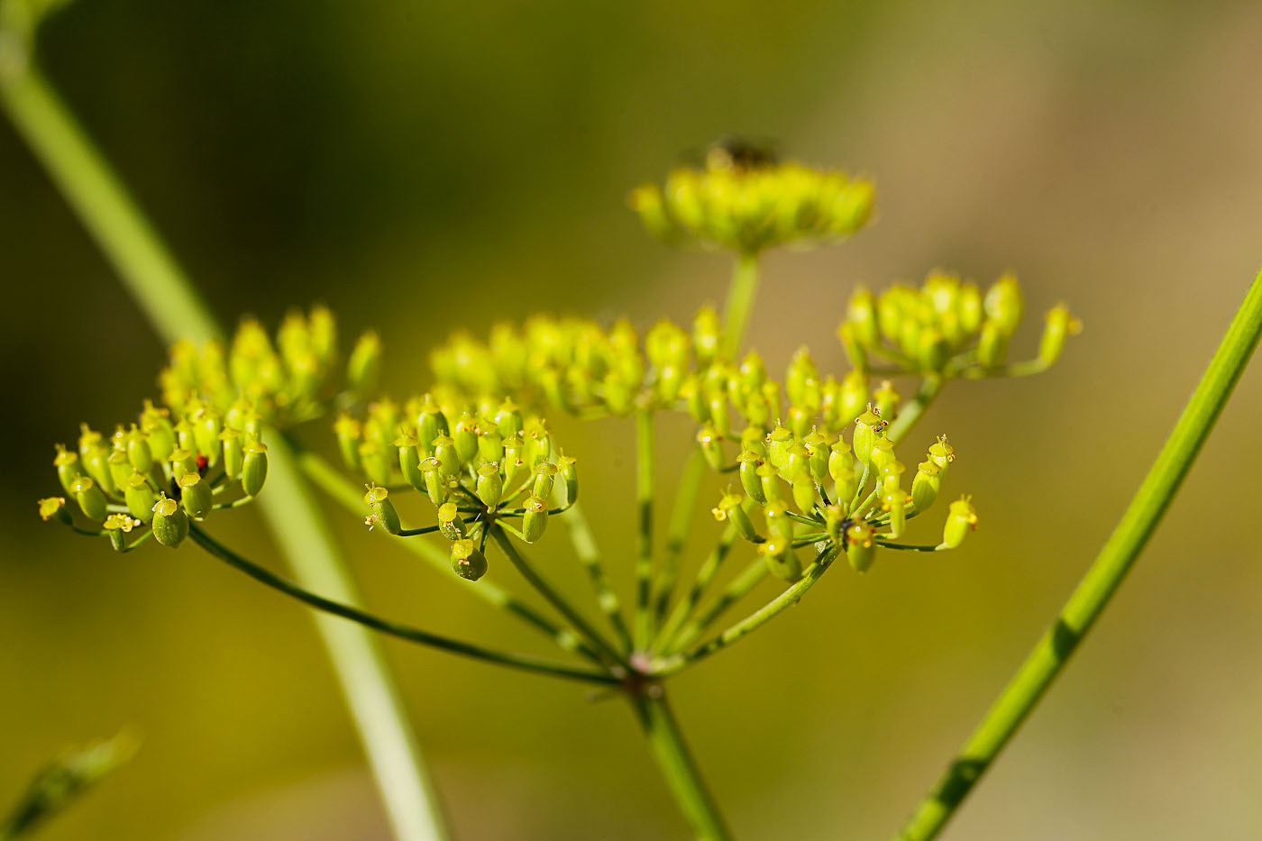 Пастернак посевной (pastinaca Sativa l.)