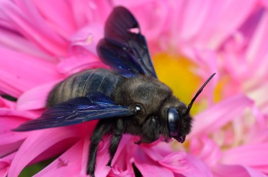 Фотография пчелы-плотника