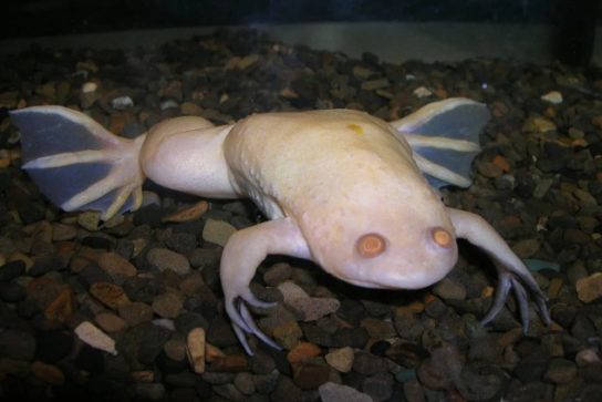 Фото шпорцевой лягушки-альбиноса