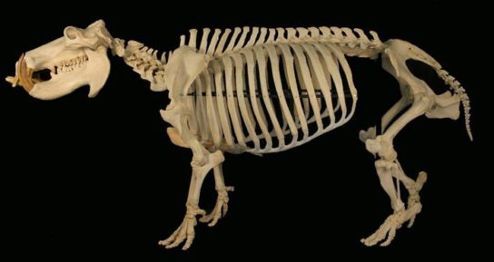 Скелет бегемота