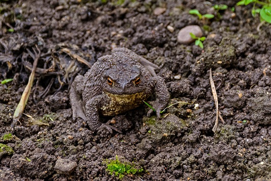 Описание жабы