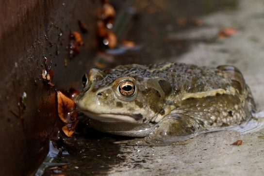 Сколько лет живут жабы