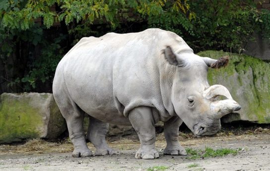 Чем питается белый носорог