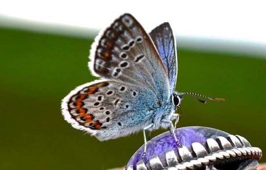 Поведение бабочки голубянки