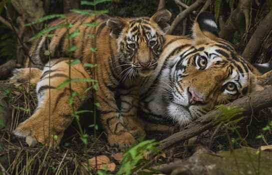 Охрана индокитайского тигра