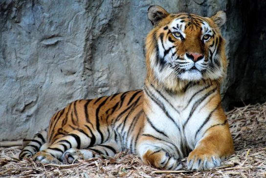 Внешний вид индокитайского тигра