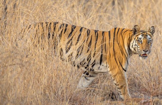 Где обитает индокитайский тигр