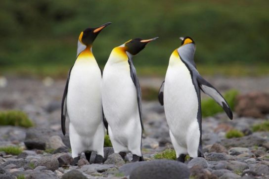 Королевский пингвин - не летающая птица