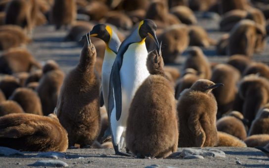 Как выглядит королевский пингвин