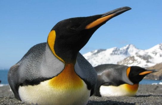 Образ жизни королевского пингвина