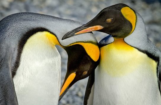 Рацион питания королевского пингвина