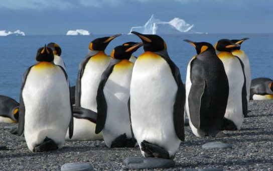 Параметры королевского пингвина