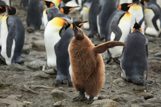 Статус вида королевского пингвина