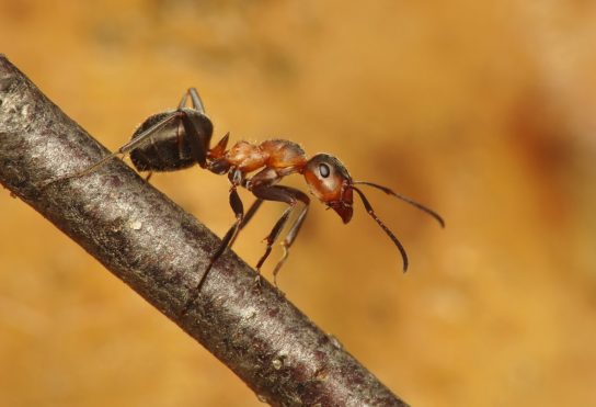 Как выглядит луговой муравей