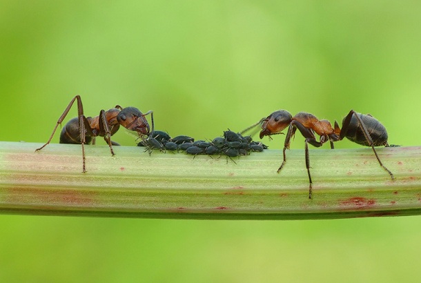 Луговой муравей (лат. Formica pratensis)