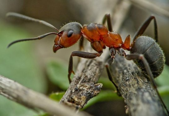 Фото муравьев