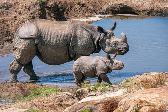 Потомство носорога