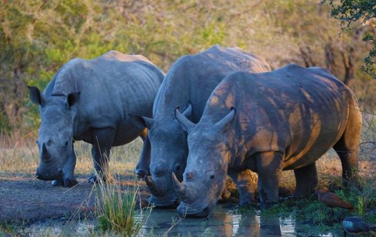 Особенности носорога