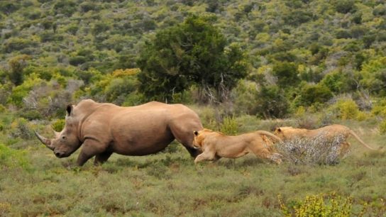 Враги в природе носорогов