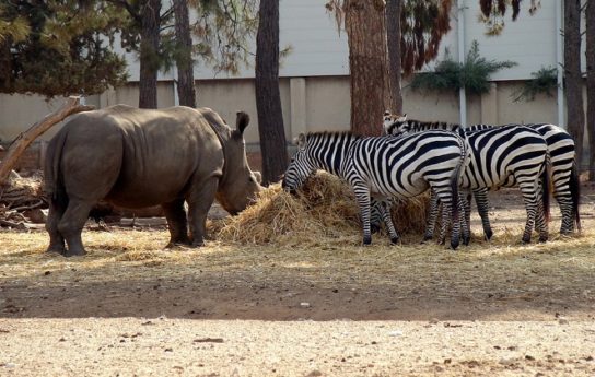 Что едят носороги
