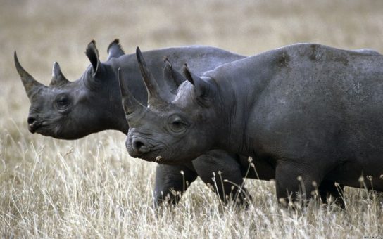 Размножение носорогов