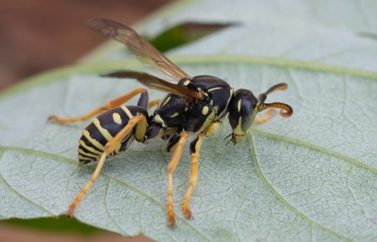 Интересные факты о перепончатокрылых насекомых