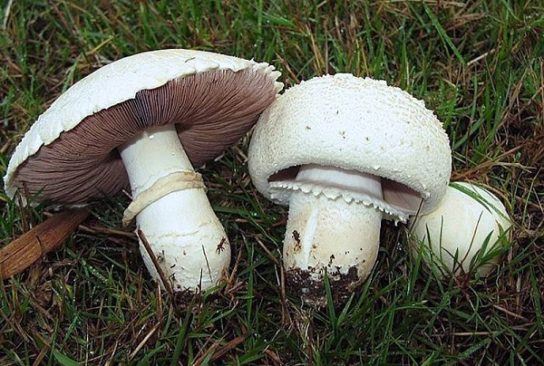 Характеристика грибов шампиньонов