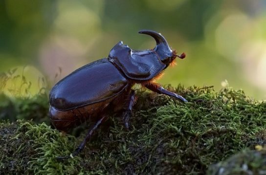 Рацион питания пластинчатоусых жуков