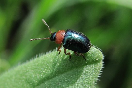 Внешний вид жука-листоеда