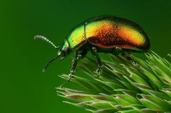 Образ жизни жука-листоеда