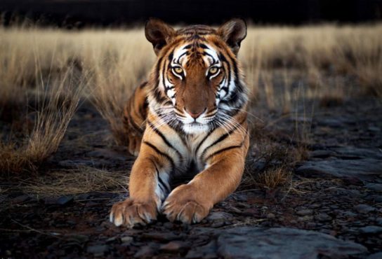 Внешний вид южно-китайского тигра