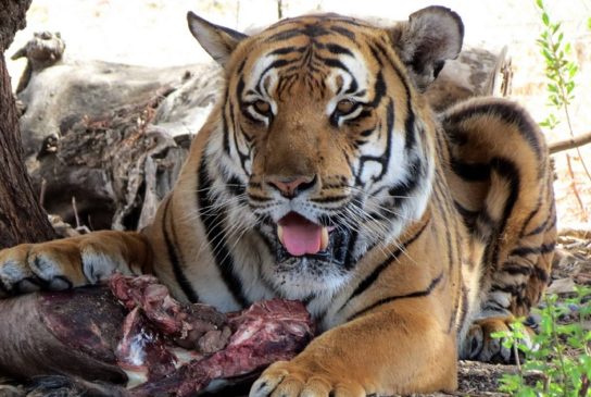 Питание южно-китайского тигра