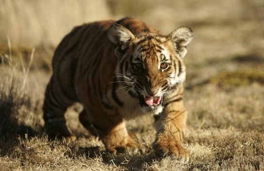 Размножение южно-китайского тигра
