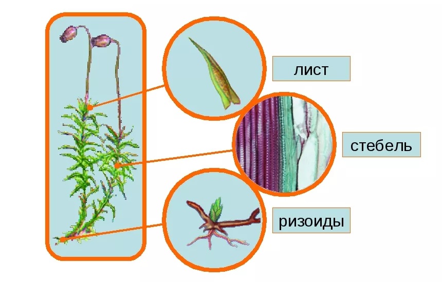Ризоиды у мхов. Сфагнум строение с ризоидами. Строение мха. Внешнее строение мхов. Внутреннее строение мхов.