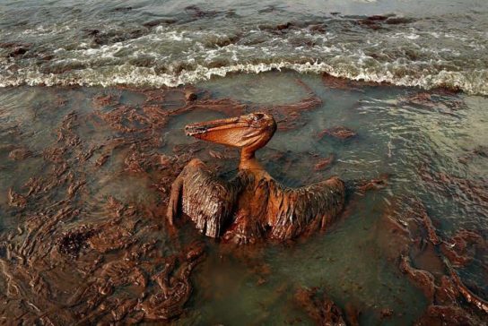 последствия загрязнения океанов нефтью