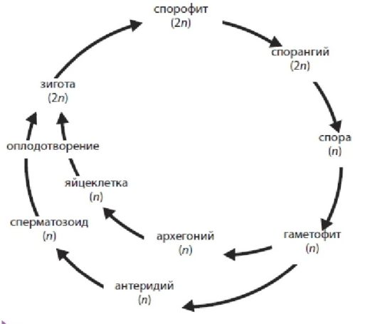 Жизненный цикл споровых растений