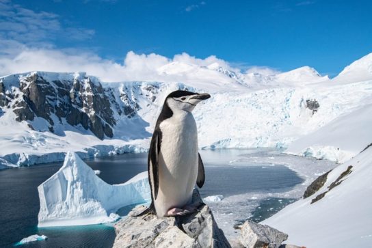 Фото антарктического пингвина