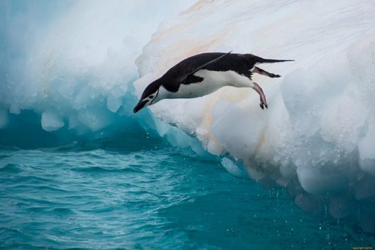 Образ жизни антарктического пингвина